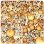 Псилоцибиновые (галлюциногенные)  грибы Psilocybin "Golden Teacher" в Полевском